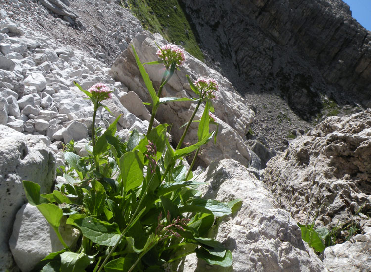 A zonzo sulle Dolomiti del Brenta 6